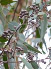 Eucalyptus mannifera mannifera