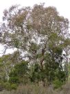 Eucalyptus mannifera mannifera