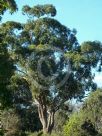 Eucalyptus microcarpa