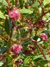 Eucalyptus nutans