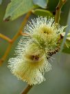 Eucalyptus pachyphylla