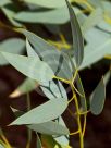 Eucalyptus pachyphylla