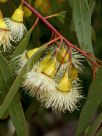 Eucalyptus petiolaris