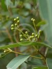 Eucalyptus propinqua