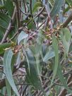 Eucalyptus resinifera