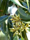 Eucalyptus robusta