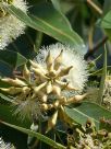 Eucalyptus robusta