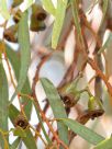 Eucalyptus sargentii