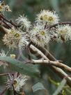 Eucalyptus scoparia