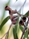 Eucalyptus sepulcralis