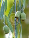 Eucalyptus sepulcralis