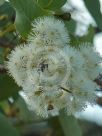 Eucalyptus shirleyi