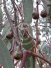 Eucalyptus sideroxylon sideroxylon