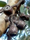 Eucalyptus sieberi