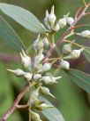 Eucalyptus socialis