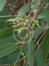 Eucalyptus tereticornis