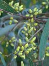 Eucalyptus tereticornis