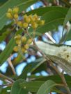 Eucalyptus umbra