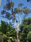 Eucalyptus umbra