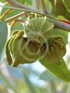 Eucalyptus youngiana