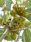 Eucalyptus youngiana