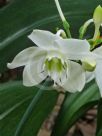 Eucharis grandiflora