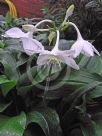 Eucharis grandiflora