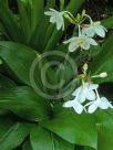 Eucharis grandiflora