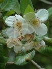 Eucryphia cordifolia