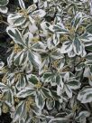 Euonymus fortunei Silver Queen