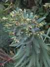 Euphorbia characias characias