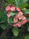 Euphorbia milii