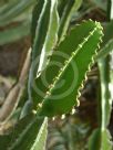 Euphorbia triangularis