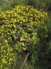 Euryops chrysanthemoides