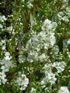 Exochorda racemosa