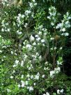 Exochorda racemosa