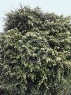Ficus benjamina Variegata
