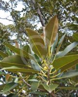 Ficus macrophylla macrophylla