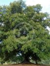 Ficus macrophylla macrophylla