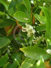 Fortunella japonica Marumi