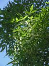Fraxinus angustifolia Raywood