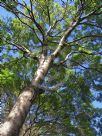 Fraxinus angustifolia Raywood