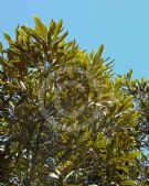 Grevillea baileyana