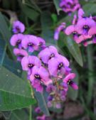 Hardenbergia violacea