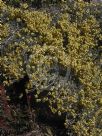 Helichrysum argyrophyllum