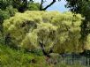 Agonis flexuosa Variegata