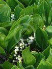 Convallaria majalis