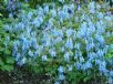 Corydalis flexuosa