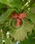 Corylus maxima