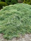 Cupressus macrocarpa Greenstead Magnificent